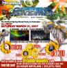 view flyer in a new window